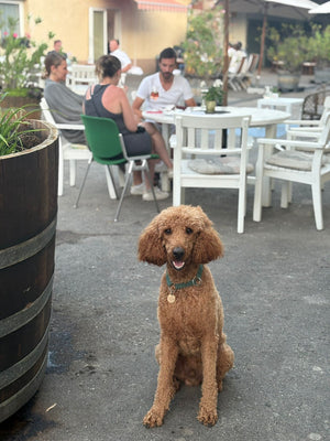 Immer mit dabei – unser Königspudel Josef König III.