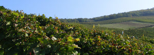Blick über die Frankenthal-Weinberge: Dicht belaubte Reben steigen den Hang hinauf und leuchten unter klarem, blauem Himmel – ideale Bedingungen für aromenstarke Trauben und hochwertige Weine aus dem Rheingau.